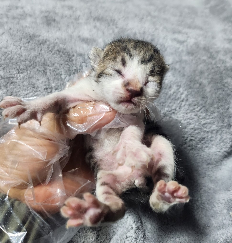 울산유기동물보호센터_431371202300222